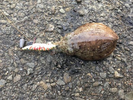 アナゴとコウイカ